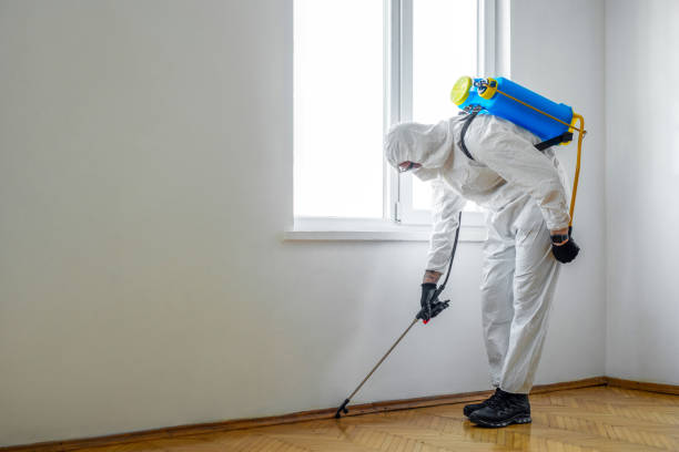 Best Wasp Removal Services  in Gratton, VA