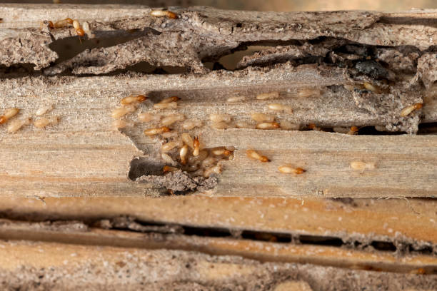 Best Local Pest Control Services  in Gratton, VA